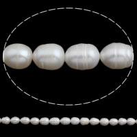 Perles d'eau douce de culture de riz, perle d'eau douce cultivée, naturel, blanc, 10-11mm Environ 0.8mm Environ 14.5 pouce, Vendu par brin