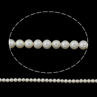 Perlas Patata Freshwater, Perlas cultivadas de agua dulce, natural, Blanco, Grado AA, 5-5.5mm, agujero:aproximado 0.8mm, longitud:aproximado 15.5 Inch, Vendido por Sarta