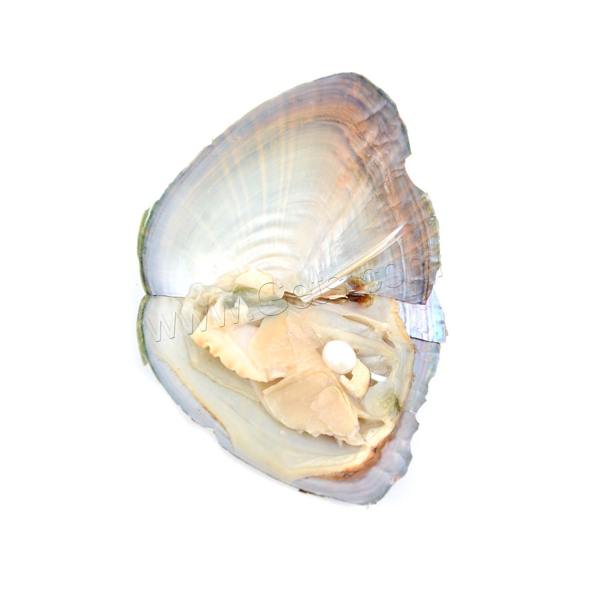 Freshwater Cultured Love Wish Pearl Oyster, Shell, with Freshwater Pearl, Shell, mother of Pearl & different size for choice, Sold By PC
