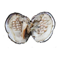 Süßwasser kultiviert Liebe Wunsch Pearl Oyster, Perlen, Perlmutt, 6-7mm, verkauft von PC