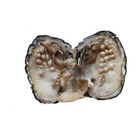 Süßwasser kultiviert Liebe Wunsch Pearl Oyster, Perlen, Perlmutt, 5-7mm, verkauft von PC