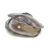 Freshwater Cultured Love Wish Pearl Oyster, Potato, mother of Pearl, 7-8mm 