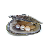 Freshwater Cultured Love Wish Pearl Oyster, mother of Pearl 10-11mm 