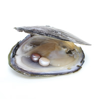 Freshwater Cultured Love Wish Pearl Oyster, mother of Pearl 9-10mm 