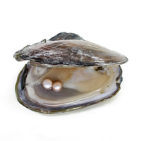Freshwater Cultured Love Wish Pearl Oyster, Potato, mother of Pearl 7-8mm 