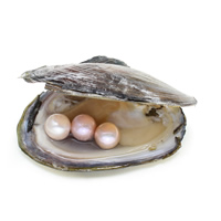 Freshwater Cultured Love Wish Pearl Oyster, Potato, mother of Pearl 11-12mm 