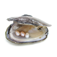 Freshwater Cultured Love Wish Pearl Oyster, Rice, mother of Pearl 7-8mm 