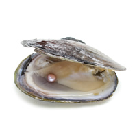Süßwasser kultiviert Liebe Wunsch Pearl Oyster, Perlen, Perlmutt, 6-7mm, verkauft von PC