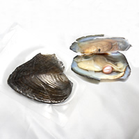 淡水養殖愛ウィッシュ パール オイスター, 真珠の母 & 異なるサイズの選択, 無色, 売り手 パソコン