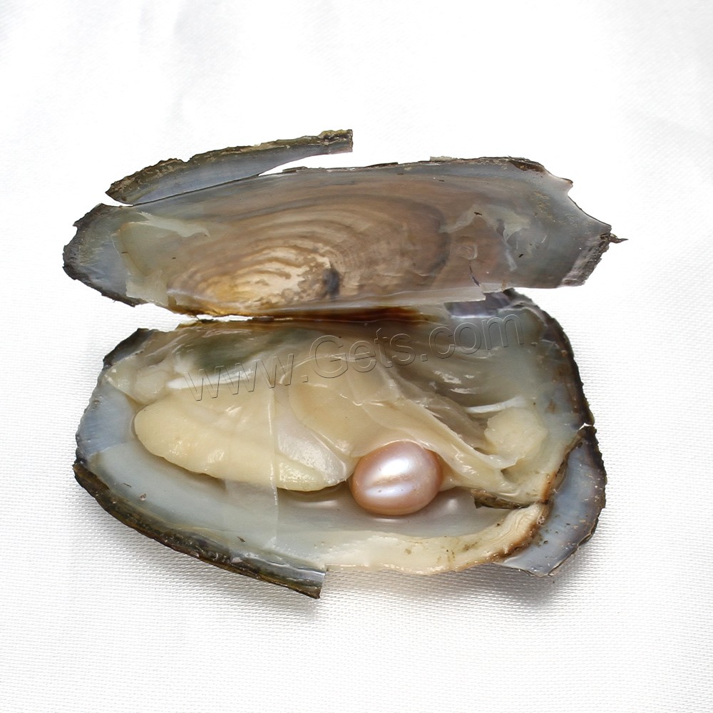 Freshwater Cultured Love Wish Pearl Oyster, mother of Pearl & different size for choice, more colors for choice, Sold By PC