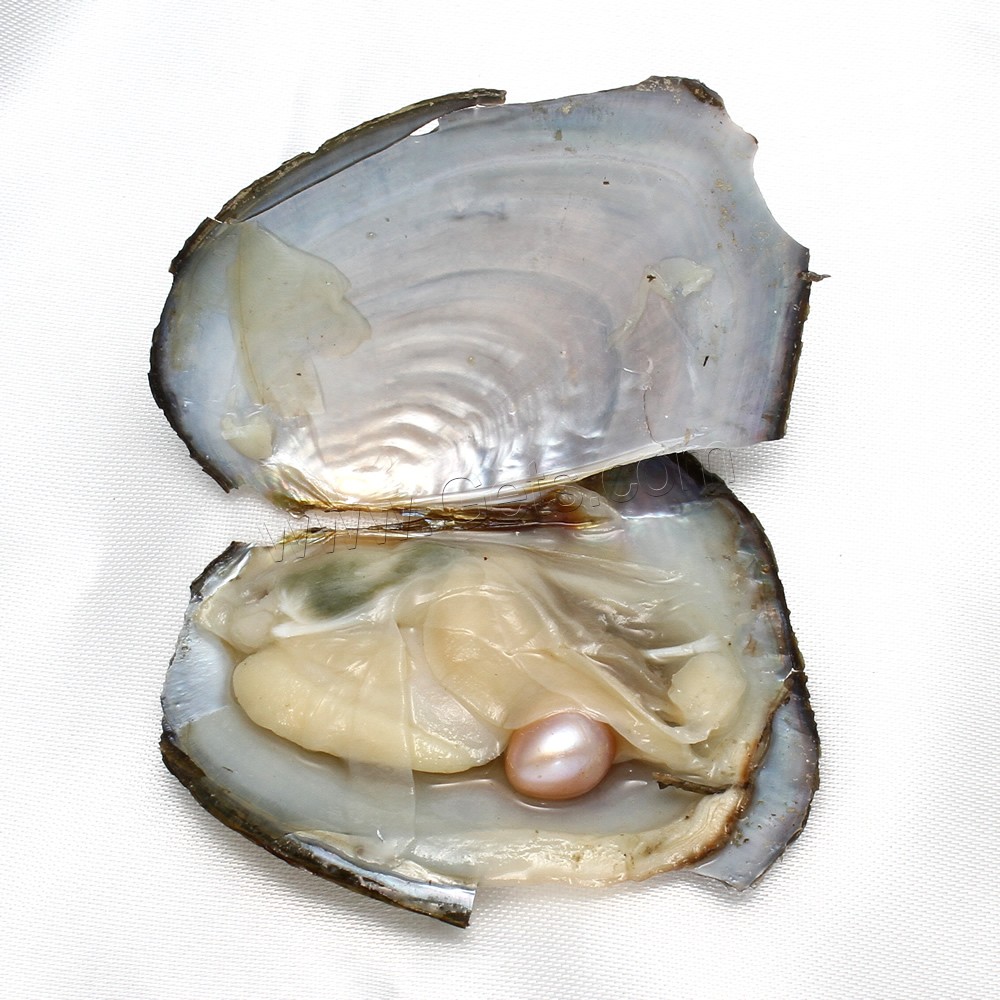 Freshwater Cultured Love Wish Pearl Oyster, mother of Pearl & different size for choice, more colors for choice, Sold By PC