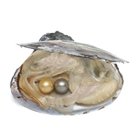 Süßwasser kultiviert Liebe Wunsch Pearl Oyster, Perlen, Perlmutt, keine, 10-11mm, verkauft von PC
