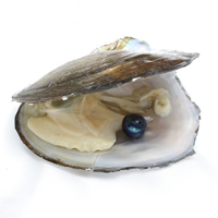 Süßwasser kultiviert Liebe Wunsch Pearl Oyster, Natürliche kultivierte Süßwasserperlen, Kartoffel, Perlmutt, 9-10mm, Bohrung:ca. 0.8mm, verkauft von PC
