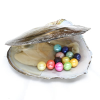 淡水養殖愛ウィッシュ パール オイスター, 真珠の母, 無色, 7-8mm, 穴:約 0.8mm, 売り手 パソコン