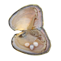 Freshwater Cultured Love Wish Pearl Oyster, Rice, mother of Pearl, mixed colors, 7-8mm 