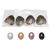 Ostra de la perla de agua dulce cultivadas amor deseo, Arroz, Madre Perla, color mixto, 7.5-8mm, 4PCs/Grupo, Vendido por Grupo