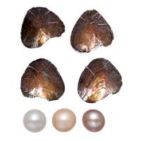 Freshwater Cultured Love Wish Pearl Oyster, Freshwater Pearl, Potato, mother of Pearl 7-8mm 