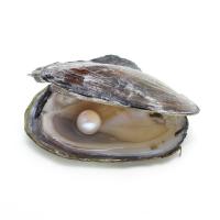 Freshwater Cultured Love Wish Pearl Oyster, Freshwater Pearl, Potato, mother of Pearl, white, 9-12mm 