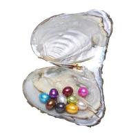 Ostra de la perla de agua dulce cultivadas amor deseo, Perlas cultivadas de agua dulce, Arroz, Madre Perla, color mixto, 7-8mm, 5PCs/Grupo, Vendido por Grupo