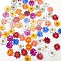 2-Loch Holz Knopf, Blume, Niedlich, gemischte Farben, 25mm, 50PCs/Tasche, verkauft von Tasche