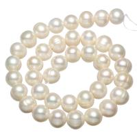 Bouton de culture des perles d'eau douce, perle d'eau douce cultivée, fileté, blanc, 11-12mm Environ 0.8mm Environ 15.7 pouce, Vendu par brin