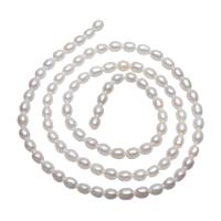 Perles d'eau douce de culture de riz, perle d'eau douce cultivée, naturel, blanc, 3-4mm Environ 0.8mm Environ 14 pouce, Vendu par brin