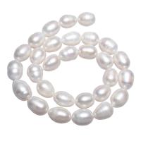 Perles d'eau douce de culture de riz, perle d'eau douce cultivée, naturel, blanc, 11-12mm Environ 0.8mm Environ 15 pouce, Vendu par brin