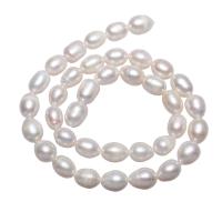 Perles d'eau douce de culture de riz, perle d'eau douce cultivée, naturel, blanc, 8-9mm Environ 0.8mm Environ 15 pouce, Vendu par brin