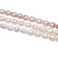 Potato Cultured Freshwater Pearl Beads, with troll 10-11mm Approx 2.5mm Inch 