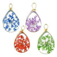 Glass Brass Pendants, with Dried Flower & Glass, Teardrop, gold color plated Approx 
