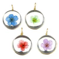 Glass Brass Pendants, with Dried Flower & Glass, Flat Round, gold color plated Approx 