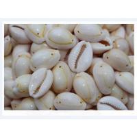 Perles en coquillage trompette, coquille de trompette, coquille, double trou, blanc, 15-35mm,20-35mm, Vendu par kg