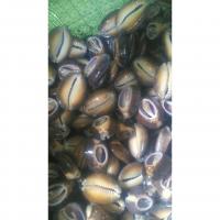 Trumpet Shell Beads, Conch, DIY, 23-35mm 