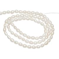 Rice Cultured Freshwater Pearl Beads, natural, white, 3mm Approx 0.8mm 