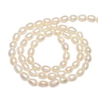 Rice Cultured Freshwater Pearl Beads, natural Approx 0.8mm Approx 14.1 Inch 