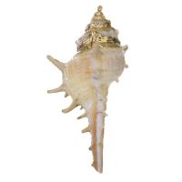 Brass Shell Pendants, with Shell, gold color plated, fashion jewelry Approx 1.5mm 