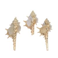 Brass Shell Pendants, with Brass, Conch, gold color plated, white Approx 2mm, Approx 