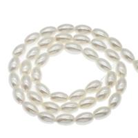 South Sea Shell Beads, Olive white Approx 1mm Approx 14.9 Inch 