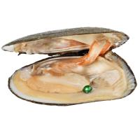 Süßwasser kultiviert Liebe Wunsch Pearl Oyster, Edison+Perle, Perlmutt, keine, 120*130*100mmuff0c11-13mm, verkauft von PC