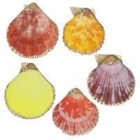 Brass Jewelry Pendants, Shell, with Brass, Shell, gold color plated, DIY 31-39x35-47x5-8mm Approx 2mm 