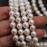 Runde Süßwasser Zuchtperlen, Perlen, natürlich, DIY, weiß, 7-8mm, verkauft von Strang