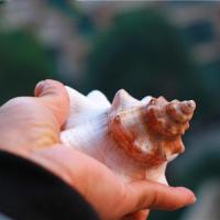 Trumpet Shell Decoration, Conch, natural 