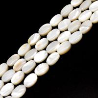 Natural White Shell Beads, Ellipse & DIY 8*12mm 