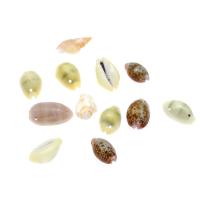 Perles de coquille de mer, conque, DIY, couleurs mélangées, 20*12*9mm Vendu par sac