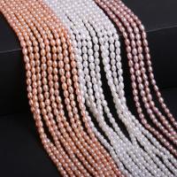 Rice Cultured Freshwater Pearl Beads, polished, DIY 3.5-4mm, Approx 