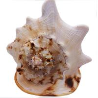 Shell Decoration, durable & DIY, 300mm 