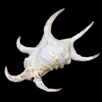 Shell Decoration, Trumpet Shell, Conch 