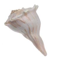 Shell Decoration, Trumpet Shell, Conch 