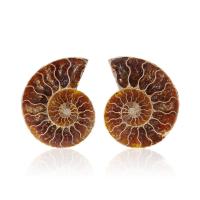 Ammolite Shell Decoration, 2 pieces & durable, 60-70mm 