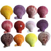 Muschel-Dekoration, Trompete Muschel, natürlich, gemischte Farben, 35mm, 500PCs/Tasche, verkauft von Tasche